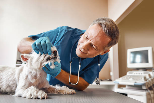 Best Emergency Root Canal Therapy in Washoe Valley, NV